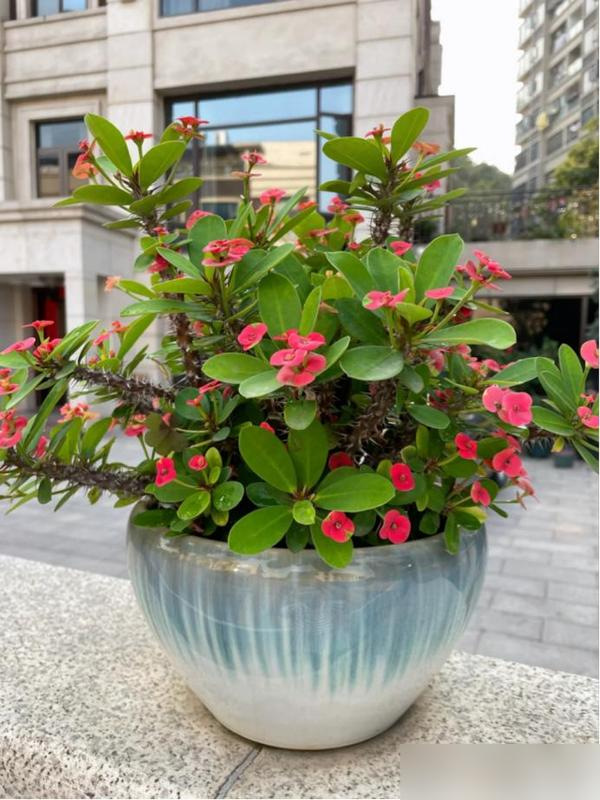 4 loại hoa tuyệt đối không nên trồng trong nhà, vừa độc hại vừa mang phong thủy chia ly, gia chủ dễ gặp xui rủi- Ảnh 4. 4 loại hoa tuyệt đối không nên trồng trong nhà, vừa độc hại vừa mang phong thủy chia ly, gia chủ dễ gặp xui rủi- Ảnh 4.