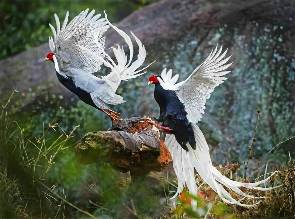 Thấy đàn 'phượng hoàng trắng' bay lượn giữa trời, chuyên gia nói: Đây là loài chim quý cần được bảo vệ- Ảnh 3. Thấy đàn 'phượng hoàng trắng' bay lượn giữa trời, chuyên gia nói: Đây là loài chim quý cần được bảo vệ- Ảnh 3.