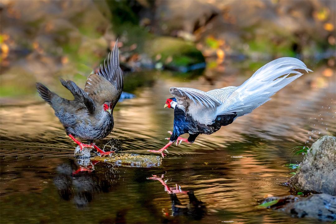 Thấy đàn 'phượng hoàng trắng' bay lượn giữa trời, chuyên gia nói: Đây là loài chim quý cần được bảo vệ- Ảnh 5. Thấy đàn 'phượng hoàng trắng' bay lượn giữa trời, chuyên gia nói: Đây là loài chim quý cần được bảo vệ- Ảnh 5.