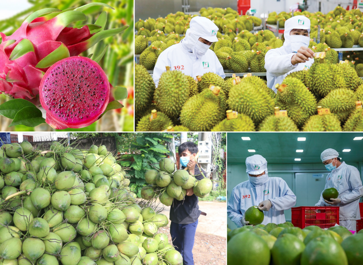 Xuất khẩu rau quả: Bứt tốc sau giai đoạn chững lại, hướng đến mốc kỷ lục mới- Ảnh 2.