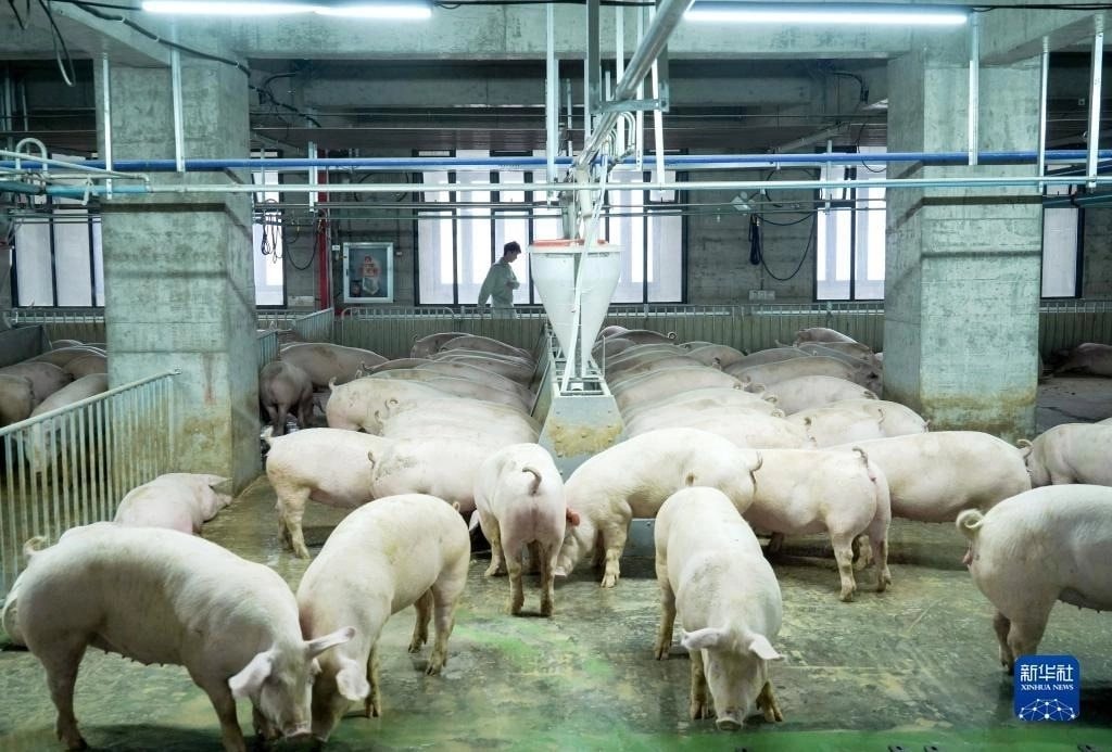 Lần đầu tiên VN hợp tác với TQ về “cách làm hay” trong 1 lĩnh vực dự kiến thu về 10.000 tỷ đồng mỗi năm- Ảnh 4.