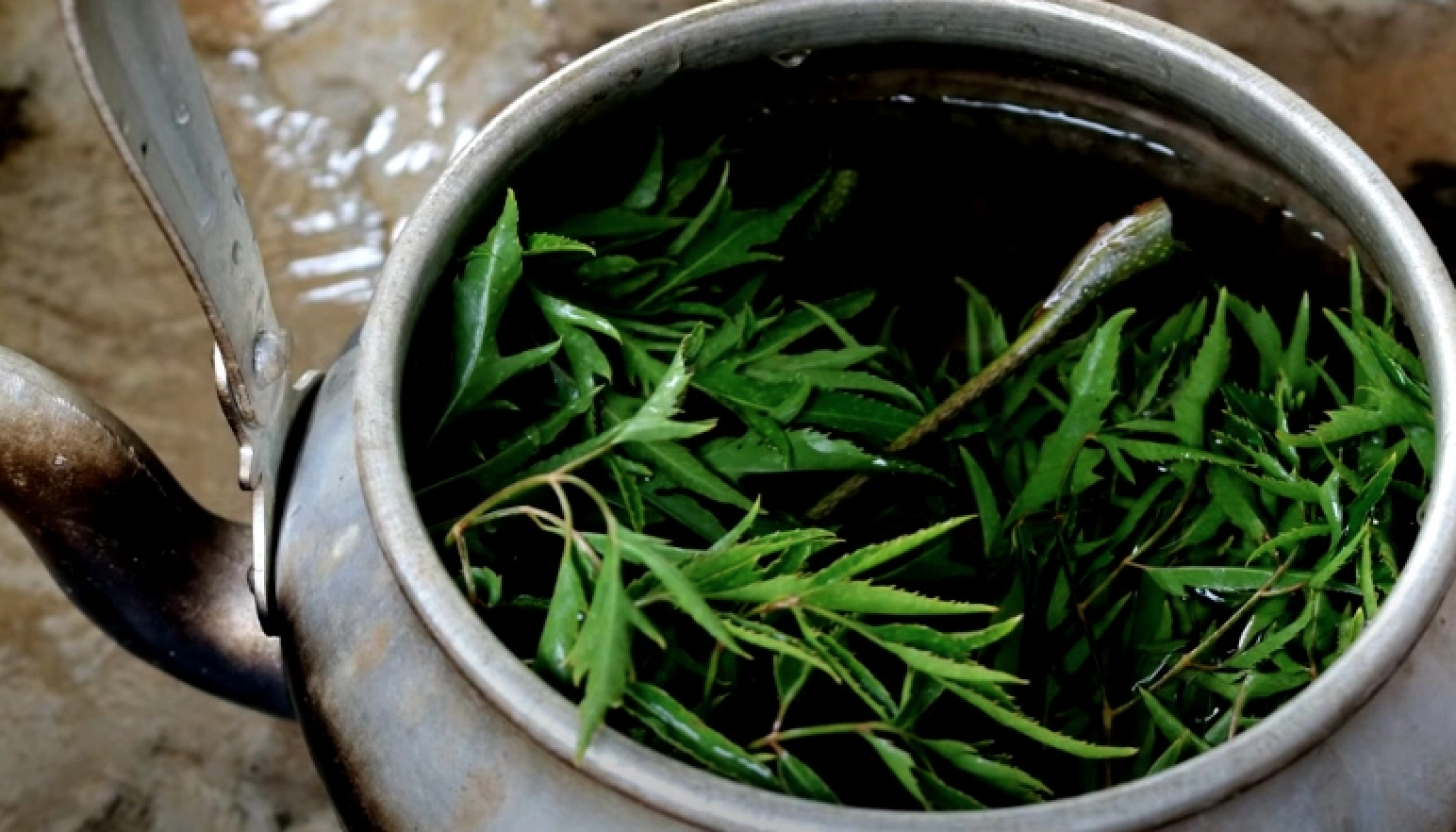 Người đàn ông nhập viện cấp cứu chỉ vì 1 sai lầm khi dùng lá đinh lăng- Ảnh 1. Người đàn ông nhập viện cấp cứu chỉ vì 1 sai lầm khi dùng lá đinh lăng- Ảnh 1.