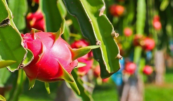 Đằng sau việc thanh long Việt Nam phụ thuộc một thị trường- Ảnh 1. Đằng sau việc thanh long Việt Nam phụ thuộc một thị trường- Ảnh 1.