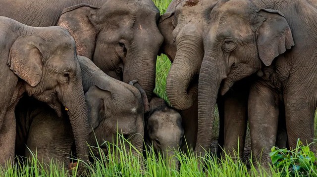 Loài vật khổng lồ là biểu tượng đại ngàn ở Việt Nam: Từng có hàng nghìn cá thể nay chỉ còn chưa tới 150- Ảnh 2.