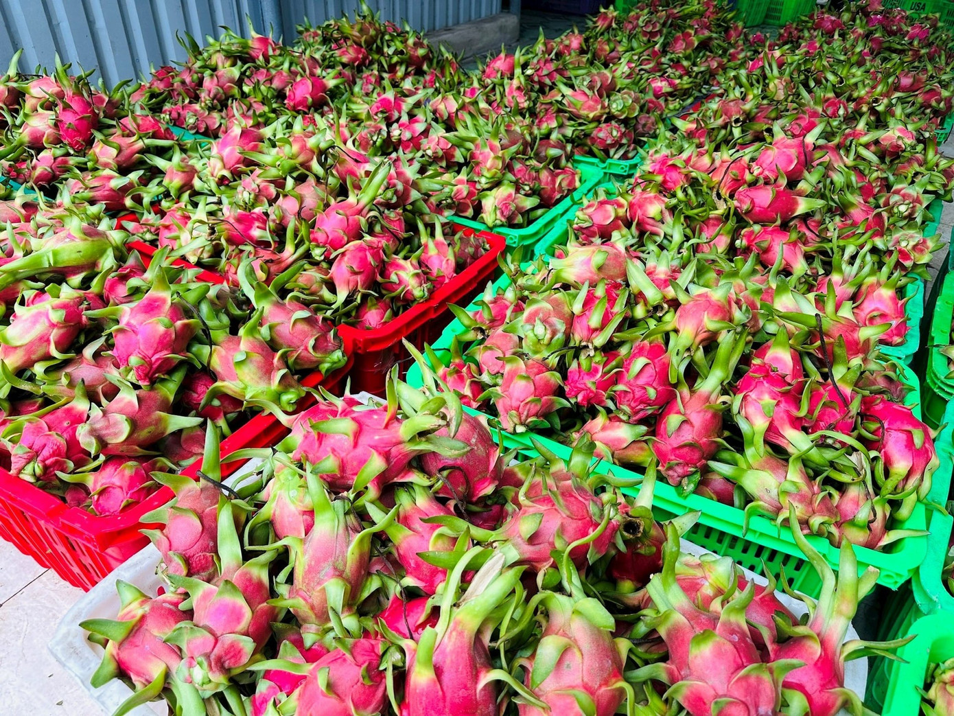 Đằng sau việc thanh long Việt Nam phụ thuộc một thị trường- Ảnh 2. Đằng sau việc thanh long Việt Nam phụ thuộc một thị trường- Ảnh 2.