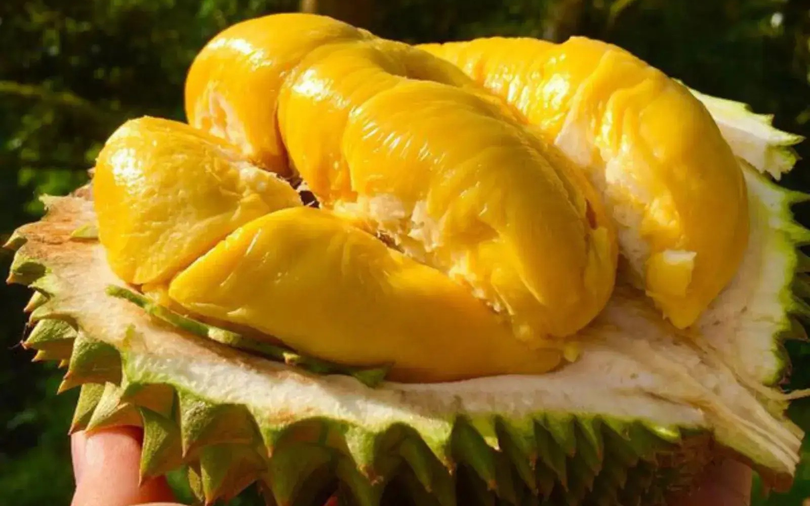 Mua sầu riêng, cứ thuộc mẹo n…