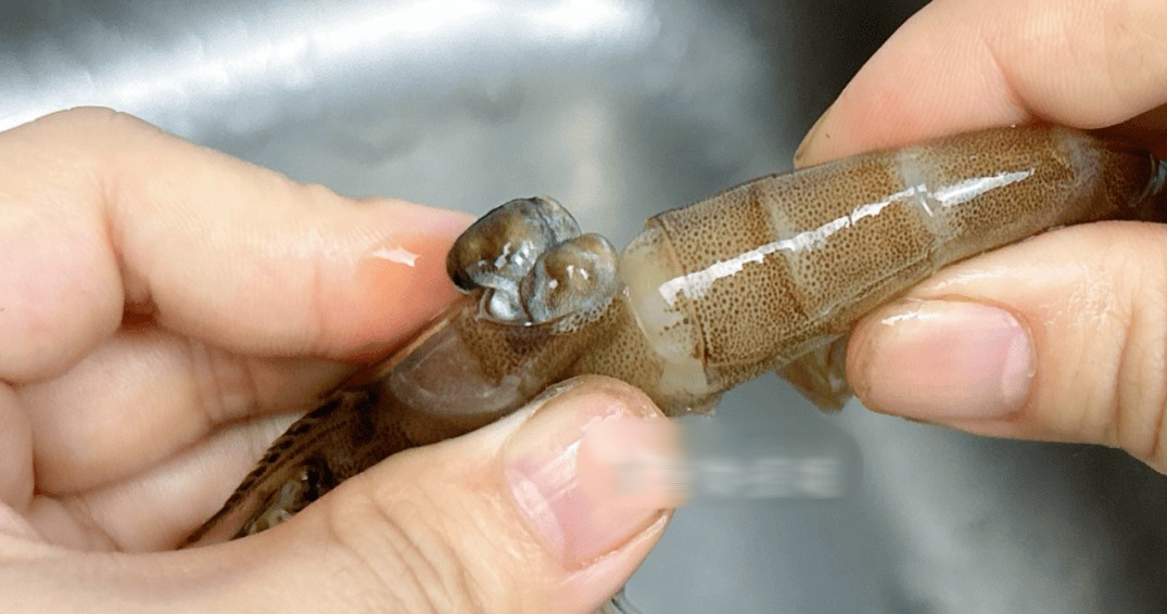 Tôm có 1 bộ phận cực bẩn mà chuyên gia khuyên nên vứt bỏ, 2 mẹo đơn giản giúp bạn xử lý cực nhanh- Ảnh 3. Tôm có 1 bộ phận cực bẩn mà chuyên gia khuyên nên vứt bỏ, 2 mẹo đơn giản giúp bạn xử lý cực nhanh- Ảnh 3.