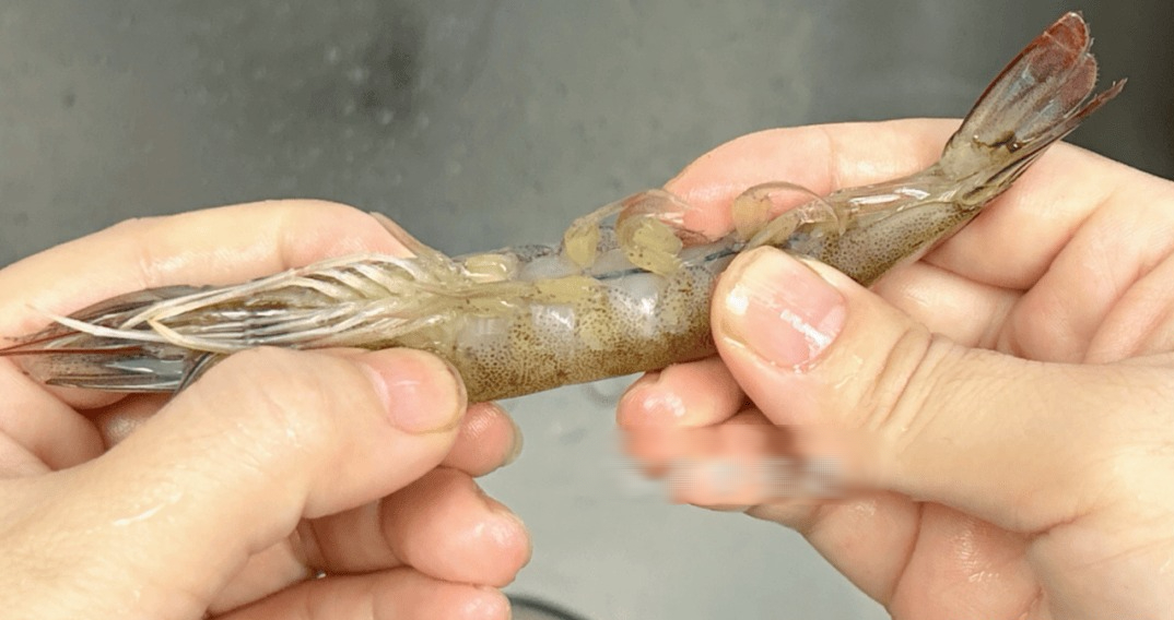 Tôm có 1 bộ phận cực bẩn mà chuyên gia khuyên nên vứt bỏ, 2 mẹo đơn giản giúp bạn xử lý cực nhanh- Ảnh 5. Tôm có 1 bộ phận cực bẩn mà chuyên gia khuyên nên vứt bỏ, 2 mẹo đơn giản giúp bạn xử lý cực nhanh- Ảnh 5.