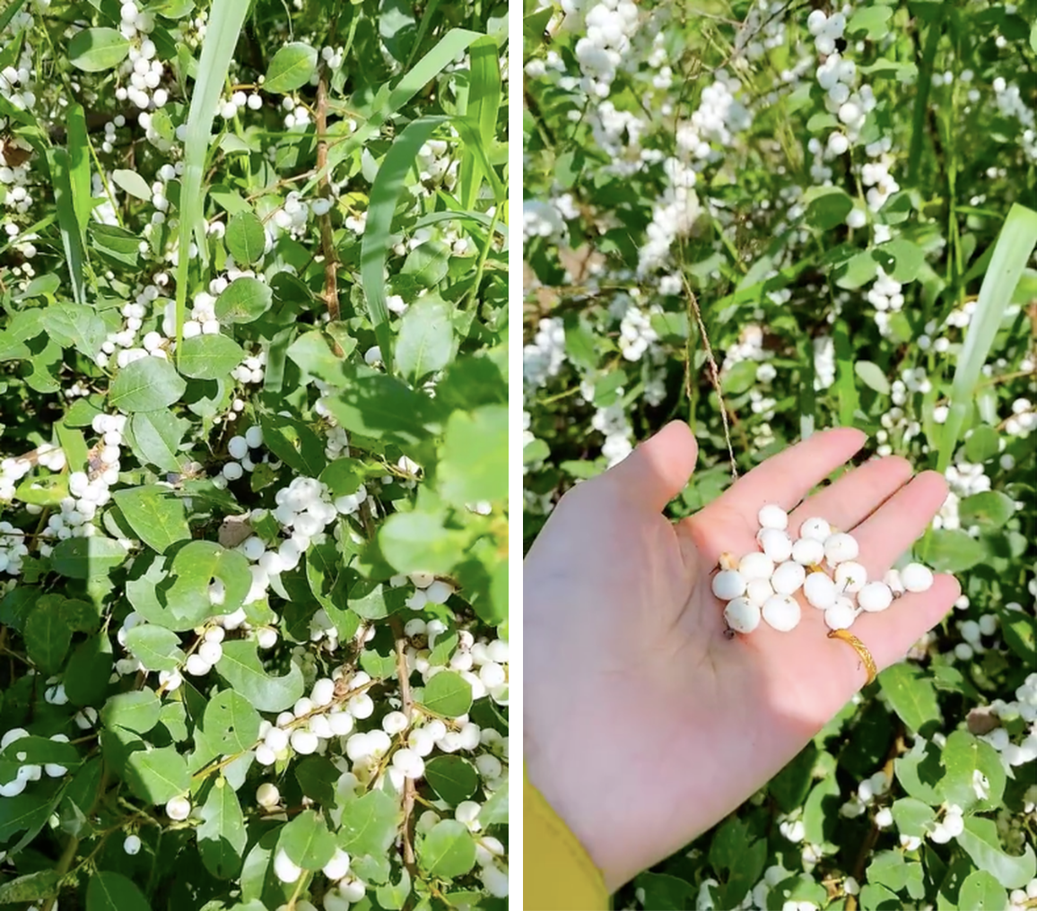 Việt Nam có loại quả mọc trắng xoá cả cây, từng gây chú ý trên mạng vì quá lạ mắt- Ảnh 1. Việt Nam có loại quả mọc trắng xoá cả cây, từng gây chú ý trên mạng vì quá lạ mắt- Ảnh 1.