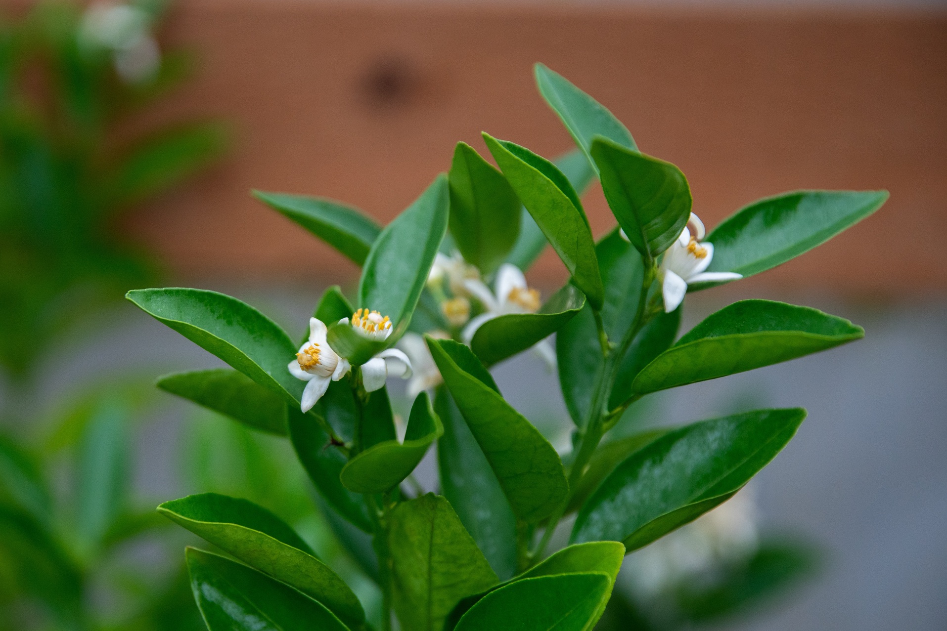 Loại cây sinh vượng khí, hút tài lộc: Nhiều người trồng trong nhà mà không biết nó còn là vị thuốc quý- Ảnh 2. Loại cây sinh vượng khí, hút tài lộc: Nhiều người trồng trong nhà mà không biết nó còn là vị thuốc quý- Ảnh 2.