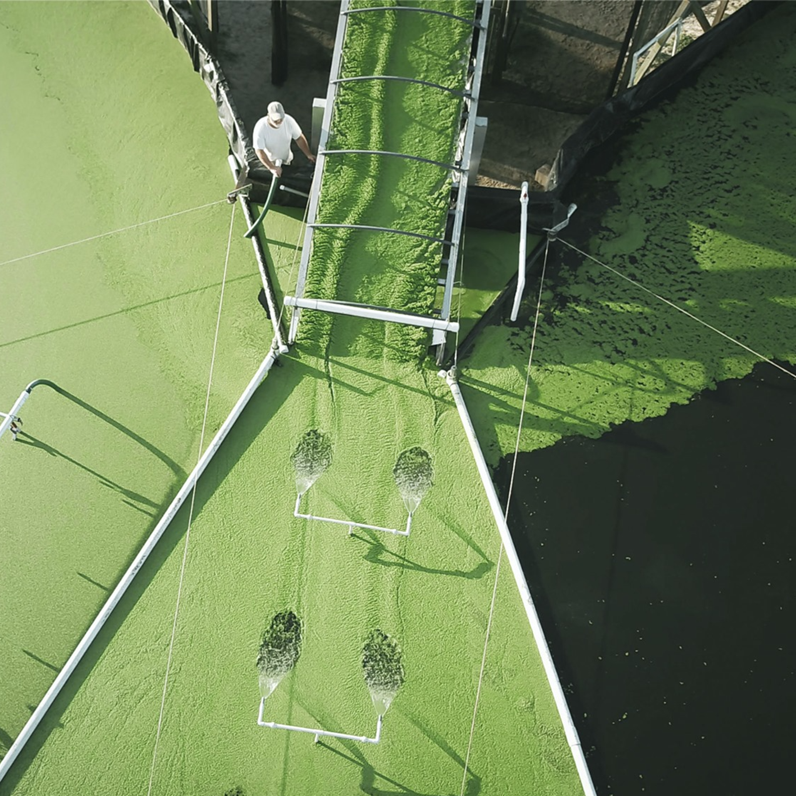 Loại rau mọc dại, nhiều protein gấp 6 lần đậu nành: Tiếc là người Việt chỉ dùng để nuôi lợn, gà- Ảnh 2.