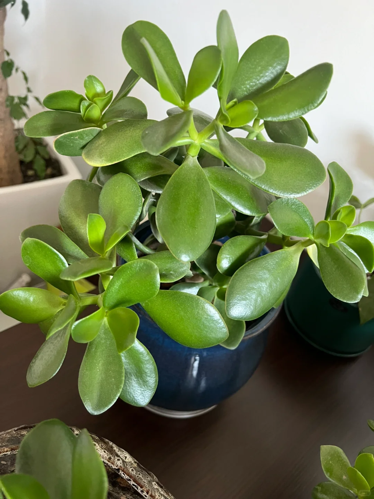 4 loại cây cảnh giúp ngủ ngon lại dễ trồng trong phòng ngủ- Ảnh 3. 4 loại cây cảnh giúp ngủ ngon lại dễ trồng trong phòng ngủ- Ảnh 3.