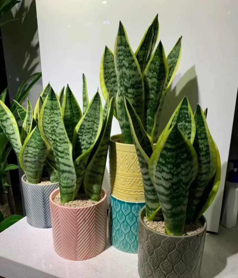 4 loại cây cảnh giúp ngủ ngon lại dễ trồng trong phòng ngủ- Ảnh 4. 4 loại cây cảnh giúp ngủ ngon lại dễ trồng trong phòng ngủ- Ảnh 4.
