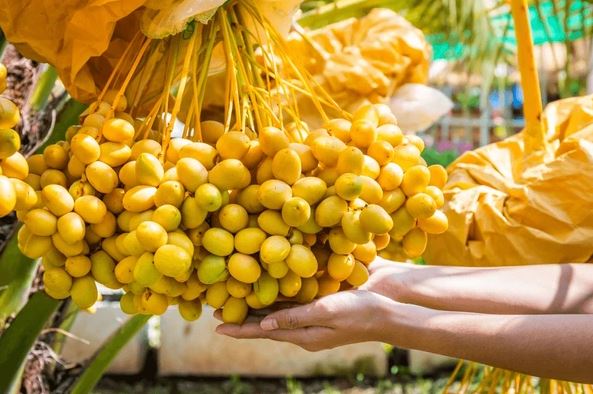 Loại quả từng là đặc sản cao cấp nay có giá rẻ nhất từ trước tới nay: Khi ăn cần lưu ý điều quan trọng này- Ảnh 1.