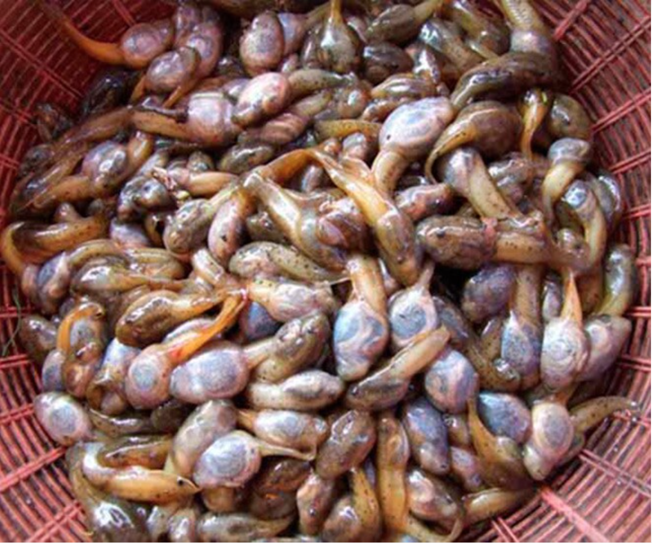 Đặc sản nòng nọc om măng rừng xứ Thanh: Món ăn khiến nhiều người sững sờ khi nghe tên- Ảnh 1. Đặc sản nòng nọc om măng rừng xứ Thanh: Món ăn khiến nhiều người sững sờ khi nghe tên- Ảnh 1.