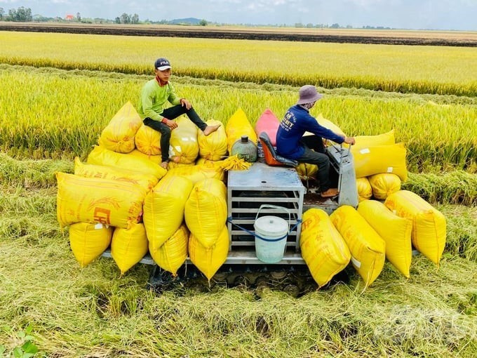 Lên phương án ứng phó việc Philippines tạm dừng nhập gạo- Ảnh 2. Lên phương án ứng phó việc Philippines tạm dừng nhập gạo- Ảnh 2.