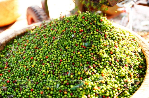 Giá tiêu hôm nay 5/9: Đứt chuỗi tăng, cao nhất 153.000 đồng/kg- Ảnh 1.