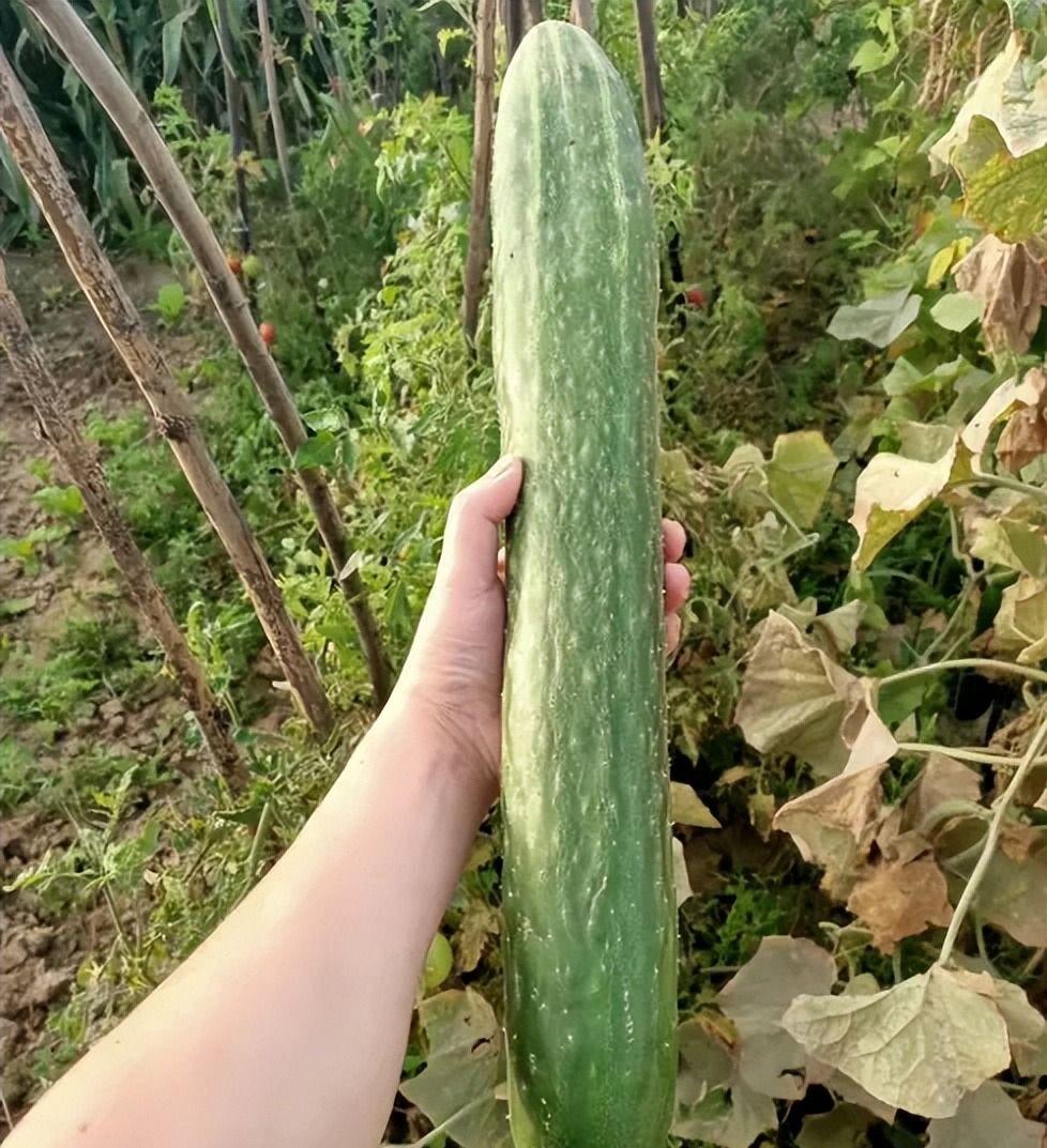 Người bán rau nói thẳng: Đi chợ thấy rau củ có 4 đặc điểm này, rẻ như bèo cũng QUAY XE!- Ảnh 2. Người bán rau nói thẳng: Đi chợ thấy rau củ có 4 đặc điểm này, rẻ như bèo cũng QUAY XE!- Ảnh 2.