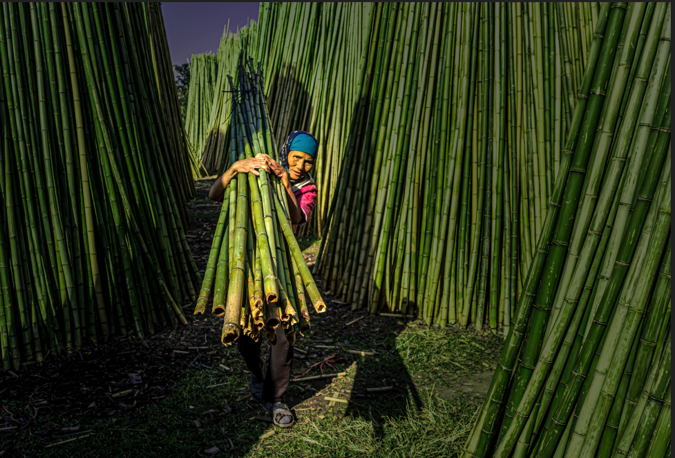 Một loại 'cây vàng cây bạc' mọc khắp Việt Nam giúp thu về hơn nửa tỷ USD: Trung Quốc tìm cách 'hồi sinh', nước ta nằm top thế giới- Ảnh 1. Một loại 'cây vàng cây bạc' mọc khắp Việt Nam giúp thu về hơn nửa tỷ USD: Trung Quốc tìm cách 'hồi sinh', nước ta nằm top thế giới- Ảnh 1.