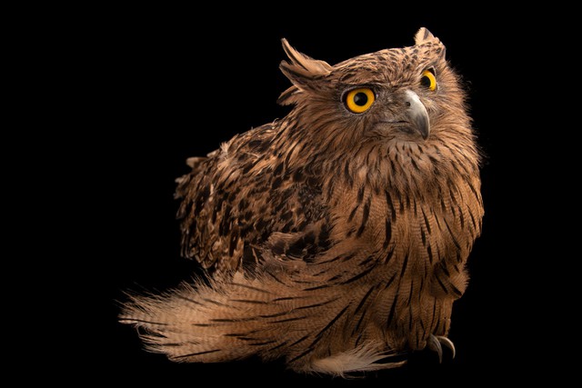 Loài vật quý hiếm từng xuất hiện trên tem bưu chính Việt Nam: Sải cánh có thể lên tới 1,4 m- Ảnh 4.