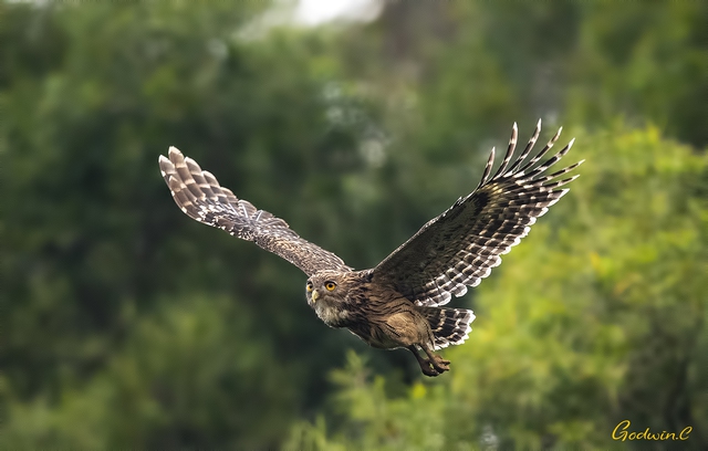 Loài vật quý hiếm từng xuất hiện trên tem bưu chính Việt Nam: Sải cánh có thể lên tới 1,4 m- Ảnh 2.