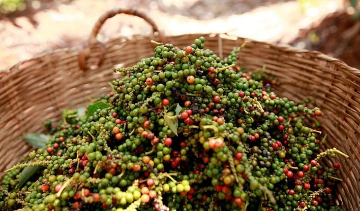 Giá hồ tiêu tiếp đà giảm, giữ mức trên 150.000 đồng/kg- Ảnh 1. Giá hồ tiêu tiếp đà giảm, giữ mức trên 150.000 đồng/kg- Ảnh 1.