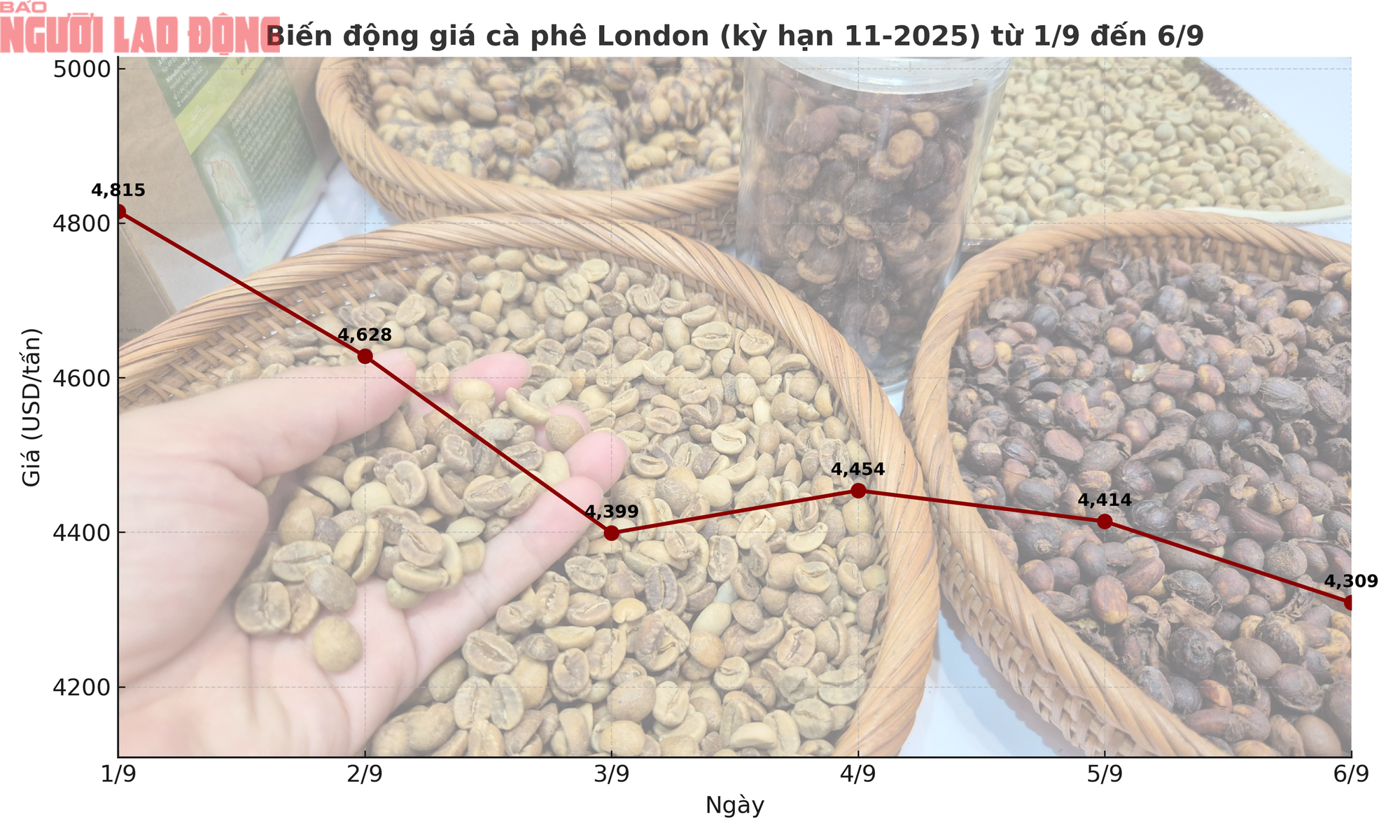 Giá cà phê hôm nay 6-9: Giảm 3 con số, tương lai thế nào?- Ảnh 1.