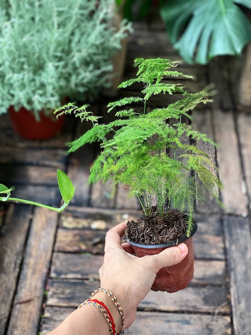 Người xưa tin rằng: Nhà có cây này trong phòng khách thì con cháu học hành đỗ đạt, tài khí đầy nhà- Ảnh 1. Người xưa tin rằng: Nhà có cây này trong phòng khách thì con cháu học hành đỗ đạt, tài khí đầy nhà- Ảnh 1.