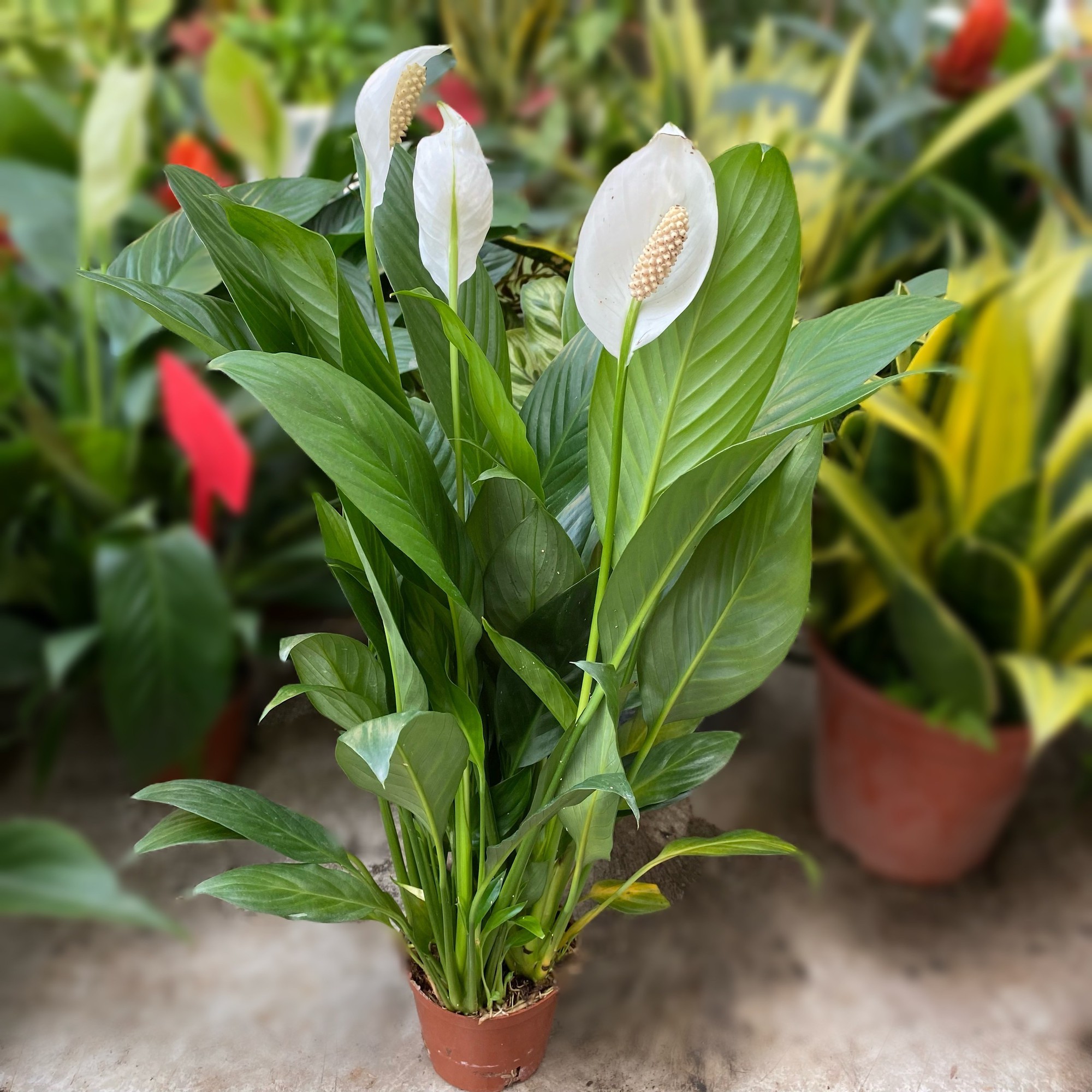 Người xưa tin rằng: Nhà có cây này trong phòng khách thì con cháu học hành đỗ đạt, tài khí đầy nhà- Ảnh 5. Người xưa tin rằng: Nhà có cây này trong phòng khách thì con cháu học hành đỗ đạt, tài khí đầy nhà- Ảnh 5.