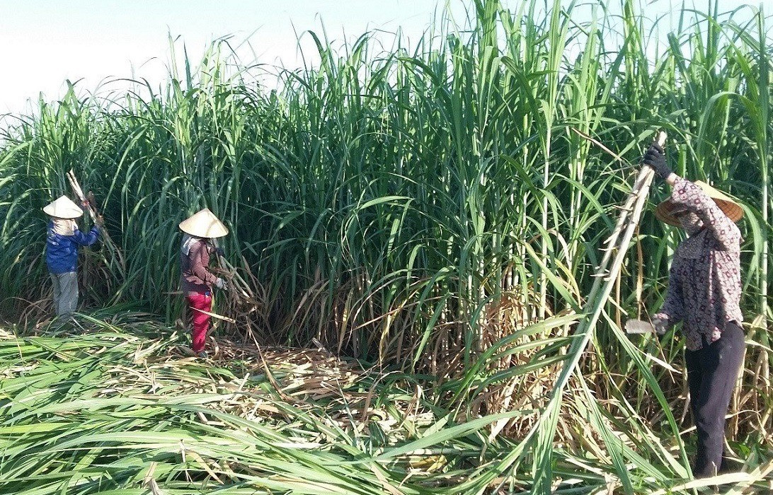 Lo đường nhập lậu lấn sân, vì sao doanh nghiệp không tự cứu mình?- Ảnh 2.