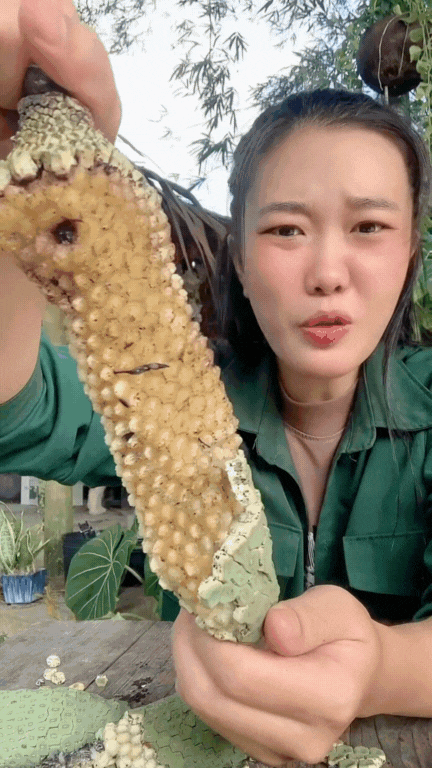 "7 năm chờ mới ăn được một quả": Loại cây nhà giàu trồng làm cảnh nay thành đặc sản mukbang gây sốt MXH- Ảnh 11. "7 năm chờ mới ăn được một quả": Loại cây nhà giàu trồng làm cảnh nay thành đặc sản mukbang gây sốt MXH- Ảnh 11.