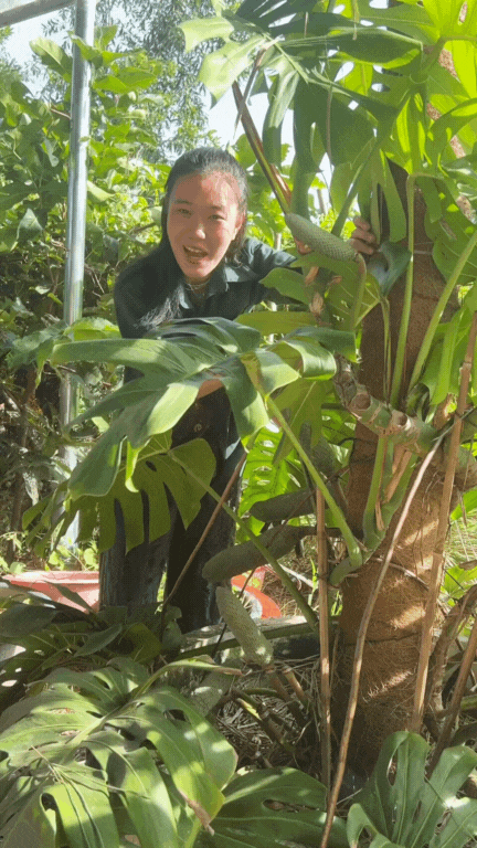 "7 năm chờ mới ăn được một quả": Loại cây nhà giàu trồng làm cảnh nay thành đặc sản mukbang gây sốt MXH- Ảnh 7. "7 năm chờ mới ăn được một quả": Loại cây nhà giàu trồng làm cảnh nay thành đặc sản mukbang gây sốt MXH- Ảnh 7.