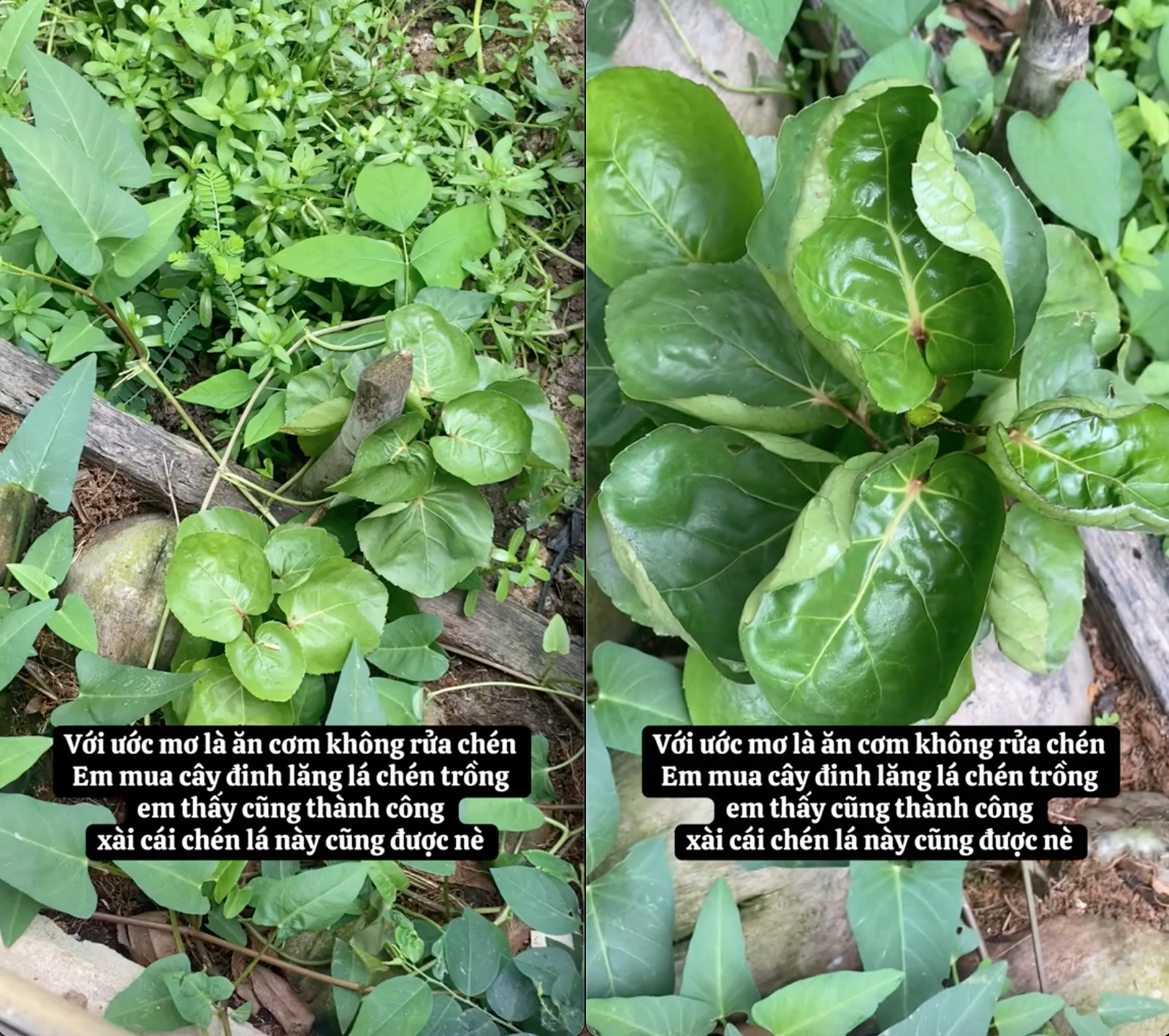 "Ước mơ" không phải rửa bát sau khi ăn, cô gái liền trồng ngay một loại cây, dân mạng xem xong chỉ biết trầm trồ- Ảnh 1. "Ước mơ" không phải rửa bát sau khi ăn, cô gái liền trồng ngay một loại cây, dân mạng xem xong chỉ biết trầm trồ- Ảnh 1.