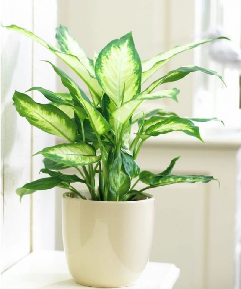 Người xưa tin rằng: Nhà có cây này trong phòng khách thì con cháu học hành đỗ đạt, tài khí đầy nhà- Ảnh 4. Người xưa tin rằng: Nhà có cây này trong phòng khách thì con cháu học hành đỗ đạt, tài khí đầy nhà- Ảnh 4.