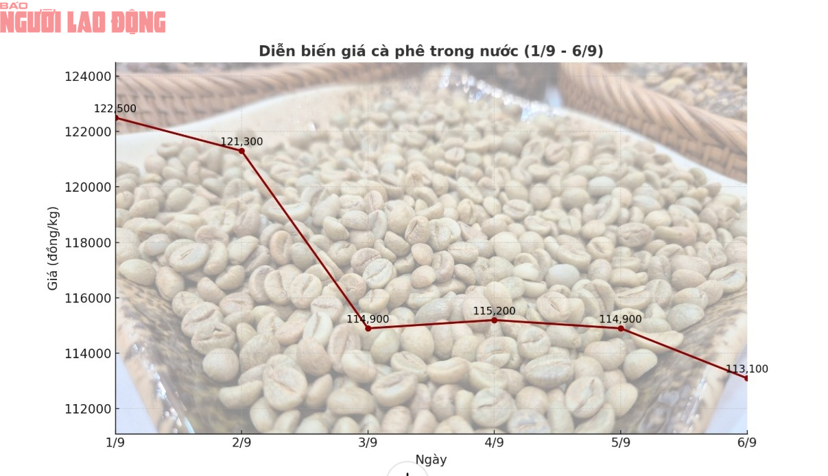 Giá cà phê hôm nay 7-9: Tuần buồn của người giữ cà phê- Ảnh 1. Giá cà phê hôm nay 7-9: Tuần buồn của người giữ cà phê- Ảnh 1.