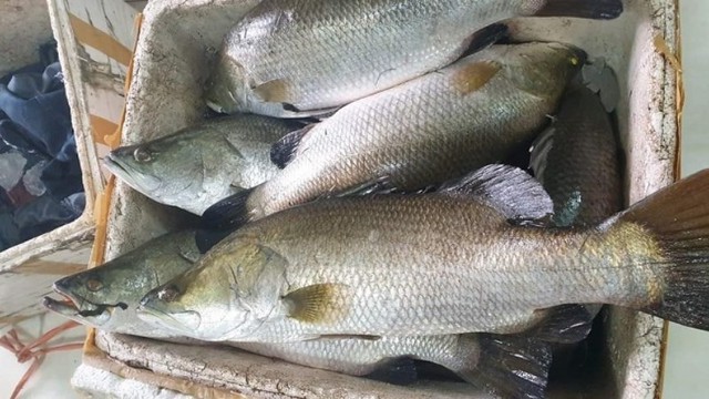 Loại cá được ví như "ông hoàng", thấy nhiều ở nhà hàng cao cấp: Ít xương, thịt ngọt mềm, dễ nấu- Ảnh 1. Loại cá được ví như "ông hoàng", thấy nhiều ở nhà hàng cao cấp: Ít xương, thịt ngọt mềm, dễ nấu- Ảnh 1.