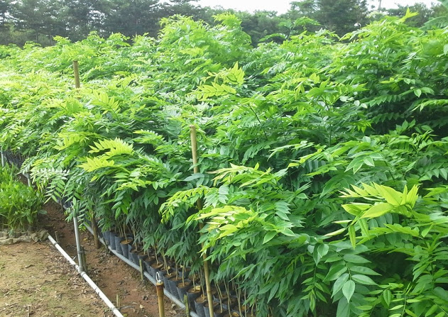 Việt Nam sở hữu “kho báu lộ thiên”, từng được trả giá hơn 1 triệu USD- Ảnh 1. Việt Nam sở hữu “kho báu lộ thiên”, từng được trả giá hơn 1 triệu USD- Ảnh 1.
