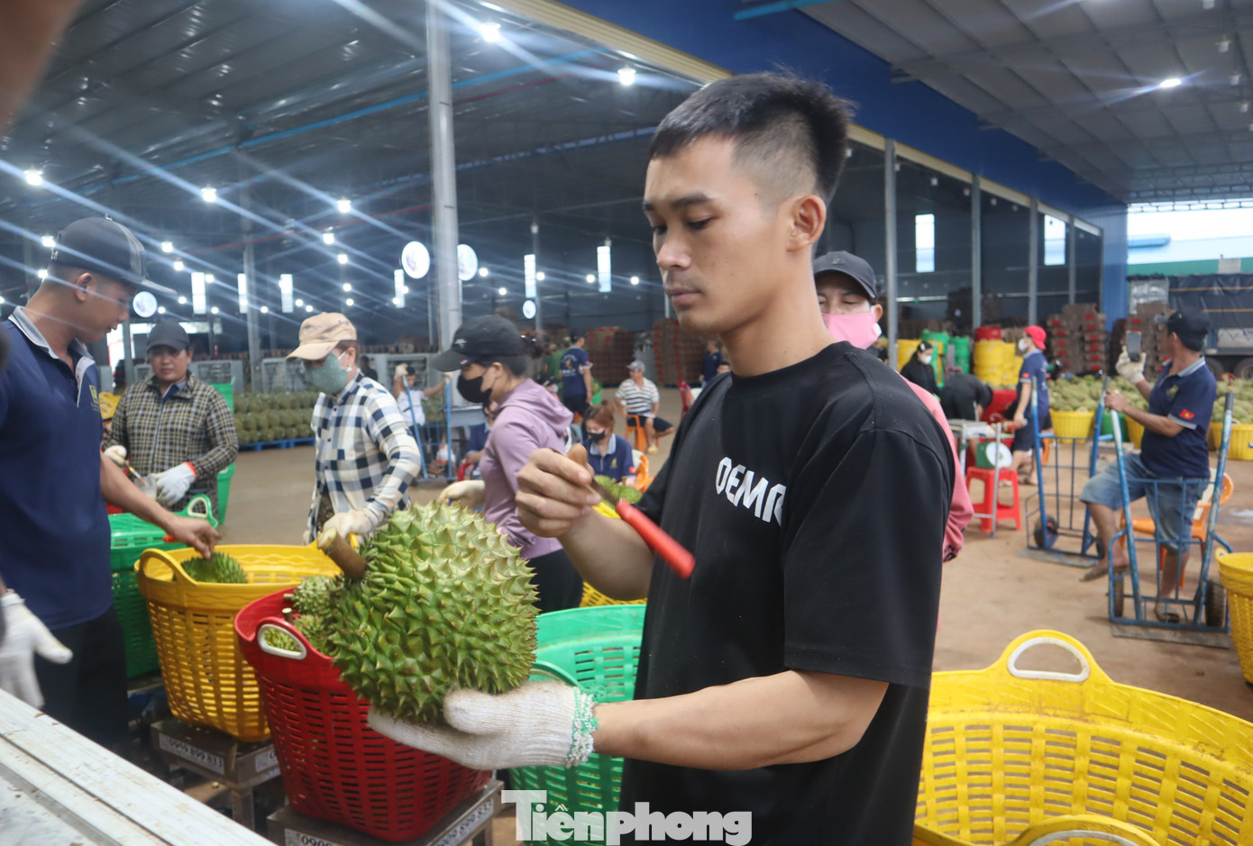 Doanh nghiệp Trung Quốc nói gì về chất lượng sầu riêng Việt Nam?- Ảnh 4. Doanh nghiệp Trung Quốc nói gì về chất lượng sầu riêng Việt Nam?- Ảnh 4.