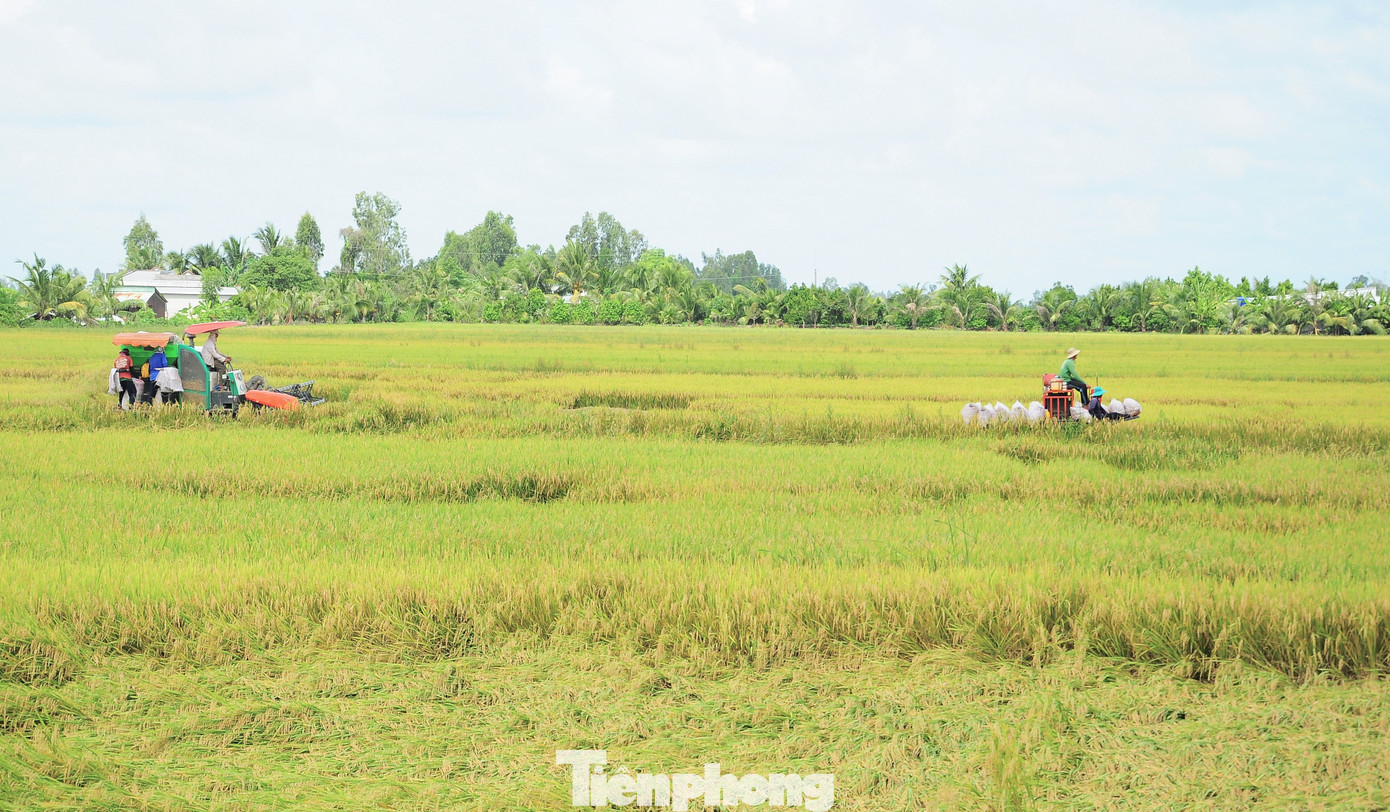 Philippines dừng nhập khẩu, Bộ Công Thương đề nghị doanh nghiệp mua lúa cho dân- Ảnh 2. Philippines dừng nhập khẩu, Bộ Công Thương đề nghị doanh nghiệp mua lúa cho dân- Ảnh 2.