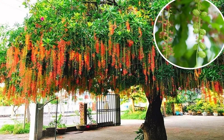 6 cây phong thủy nên trồng trước nhà- Ảnh 1. 6 cây phong thủy nên trồng trước nhà- Ảnh 1.