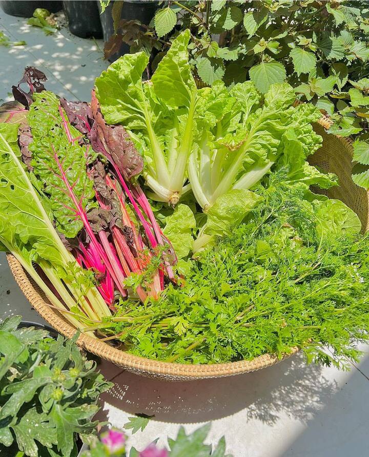 Dấu hiệu hành lá 'ngậm' hoá chất được chuyên gia ĐH Bách khoa chỉ rõ- Ảnh 4.