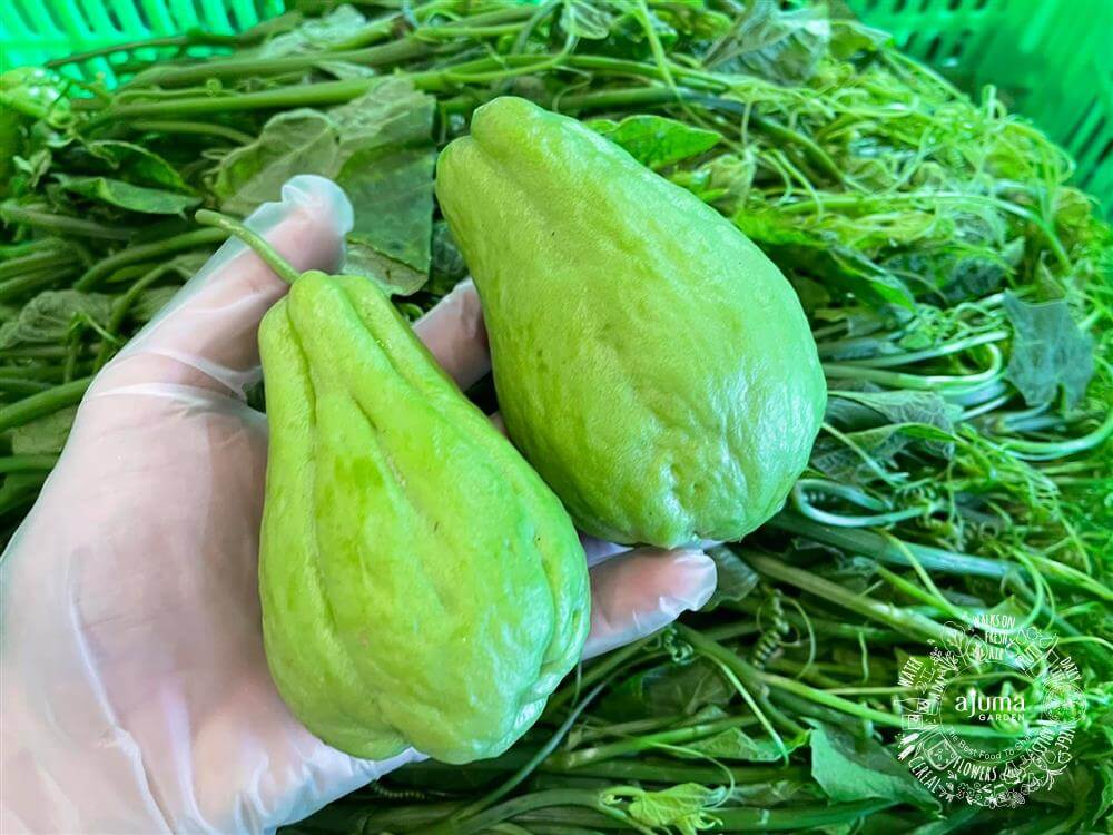 Không phải dưa chuột, tháng 9 nên ăn nhiều 7 loại "rau củ vàng" này để bù nước cho cơ thể: Ngon, bổ dưỡng lại không tốn kém- Ảnh 1. Không phải dưa chuột, tháng 9 nên ăn nhiều 7 loại "rau củ vàng" này để bù nước cho cơ thể: Ngon, bổ dưỡng lại không tốn kém- Ảnh 1.