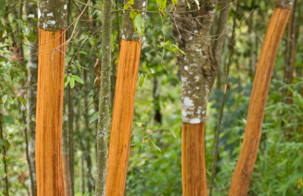 Một loại cây từ Indonesia đổ bộ giúp Việt Nam xuất khẩu dẫn đầu thế giới: Thu về hơn 210 triệu USD, được mệnh danh vàng nâu triệu đô của toàn cầu- Ảnh 1. Một loại cây từ Indonesia đổ bộ giúp Việt Nam xuất khẩu dẫn đầu thế giới: Thu về hơn 210 triệu USD, được mệnh danh vàng nâu triệu đô của toàn cầu- Ảnh 1.