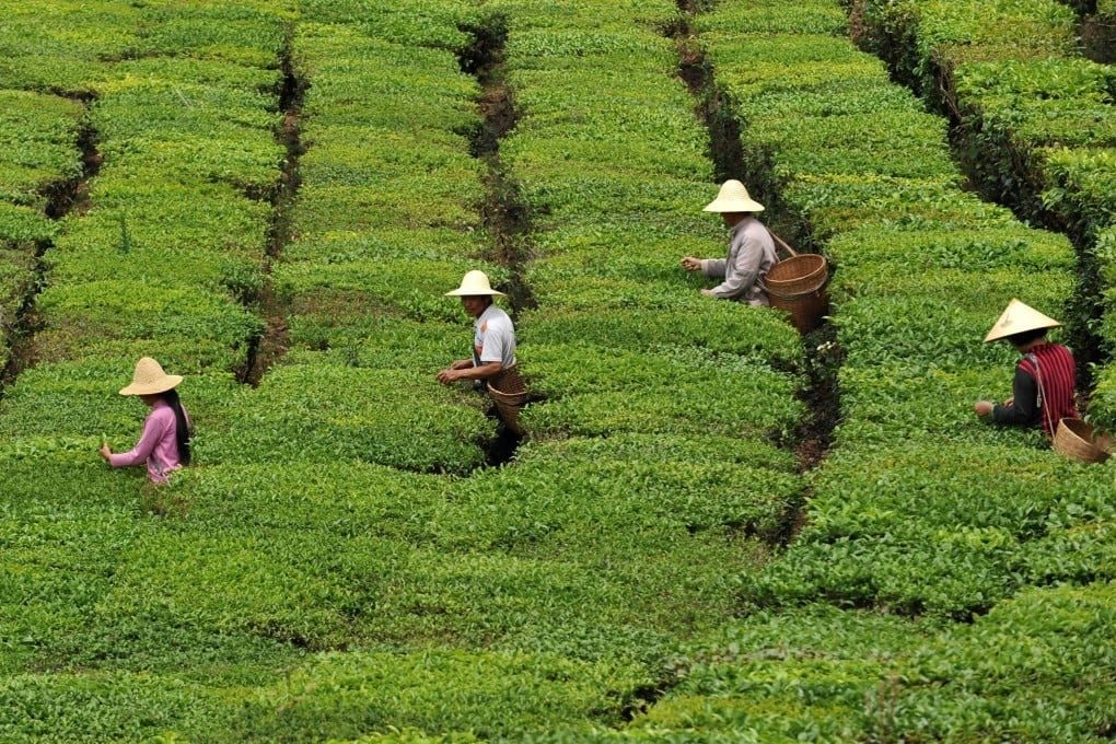 Loại trà từng được coi là kênh đầu tư thay thế BĐS hay chứng khoán nay chứng kiến giá lao dốc hơn 80%: Cuộc khủng hoảng bong bóng xa xỉ tại Trung Quốc- Ảnh 3.