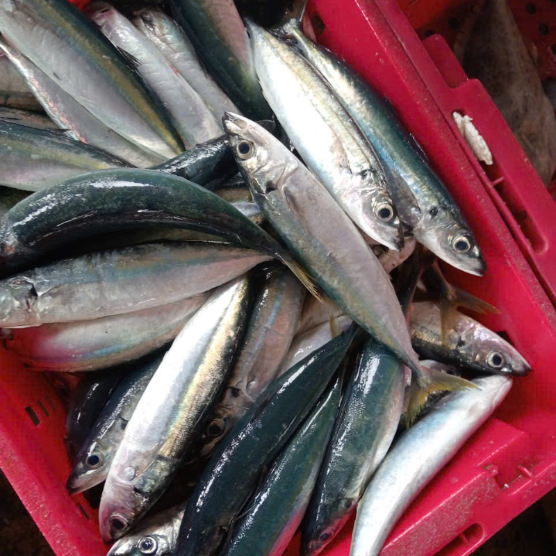 Việt Nam có 1 loại cá rẻ nhưng nhiều omega-3 hơn cá hồi, giàu sắt hơn thịt bò: Đi chợ thấy nên mua ngay- Ảnh 1.