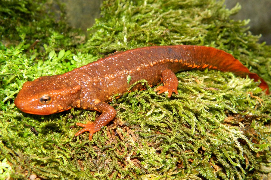 Giữ rừng già Tam Đảo có một “kho báu”, giải mã bí ẩn từ kỷ Jura- Ảnh 1.