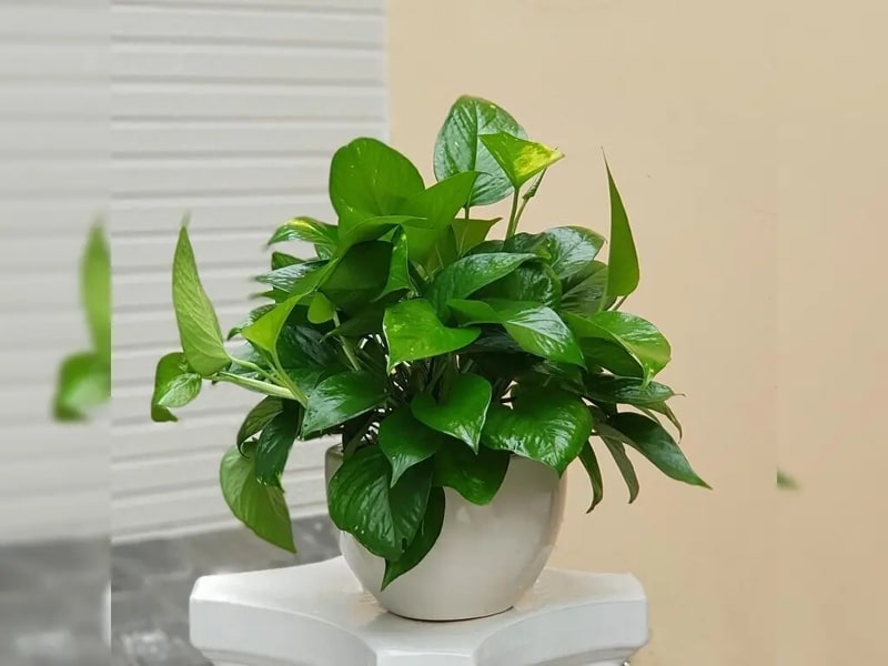 Ông bà dặn lại: Trồng nhầm cây này trong phòng ngủ dễ thất thoát tiền bạc mà không hay- Ảnh 2. Ông bà dặn lại: Trồng nhầm cây này trong phòng ngủ dễ thất thoát tiền bạc mà không hay- Ảnh 2.