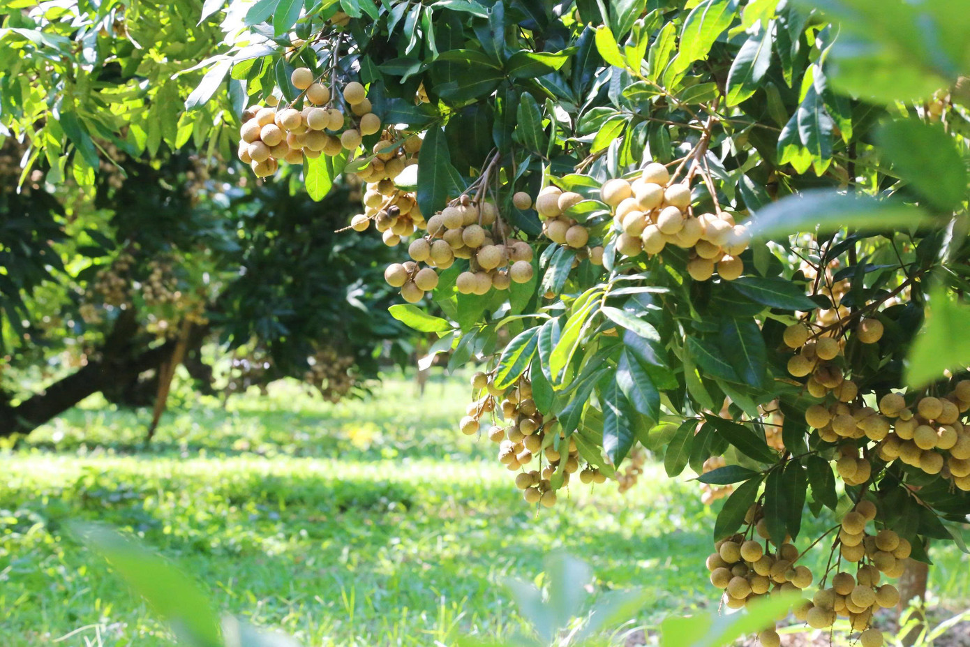 'Cây làm giàu' là cây gì mà bao phủ cả một xã ở Phú Thọ?- Ảnh 1. 'Cây làm giàu' là cây gì mà bao phủ cả một xã ở Phú Thọ?- Ảnh 1.