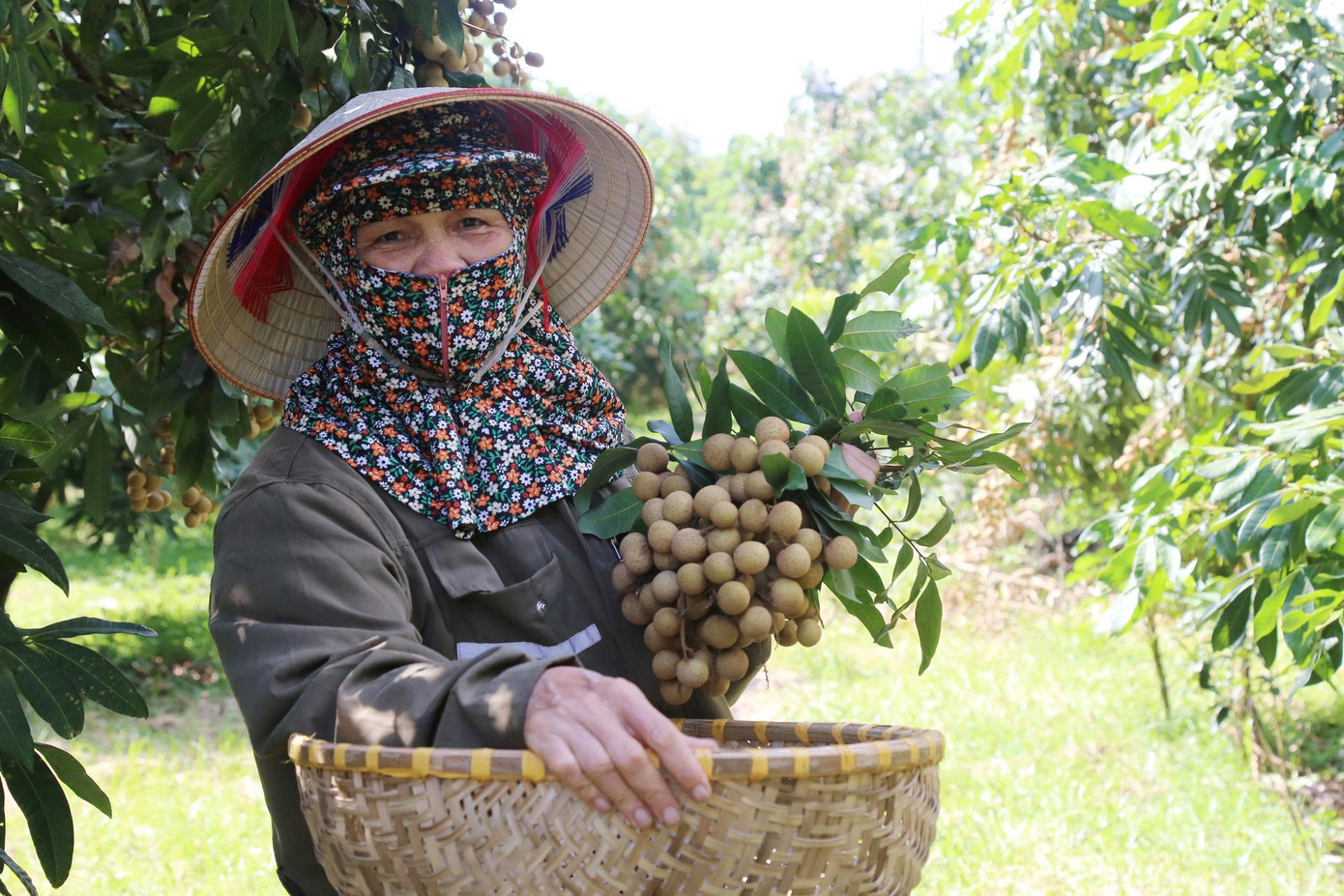 'Cây làm giàu' là cây gì mà bao phủ cả một xã ở Phú Thọ?- Ảnh 2. 'Cây làm giàu' là cây gì mà bao phủ cả một xã ở Phú Thọ?- Ảnh 2.