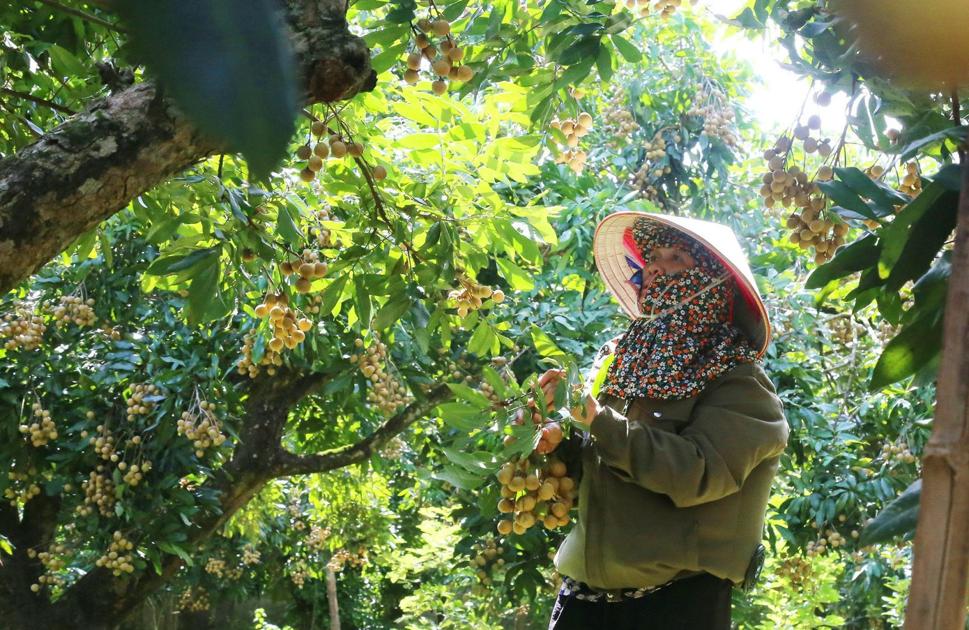 'Cây làm giàu' là cây gì mà bao phủ cả một xã ở Phú Thọ?- Ảnh 3. 'Cây làm giàu' là cây gì mà bao phủ cả một xã ở Phú Thọ?- Ảnh 3.